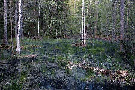 foto Bialowieza Forests, 2005