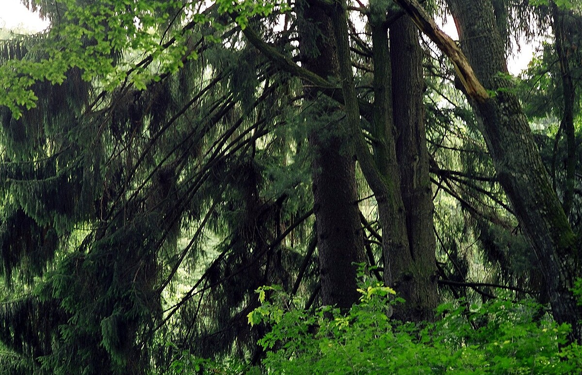 foto Bialowieza Forests, 2004