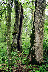 foto Bialowieza Forests, 2004