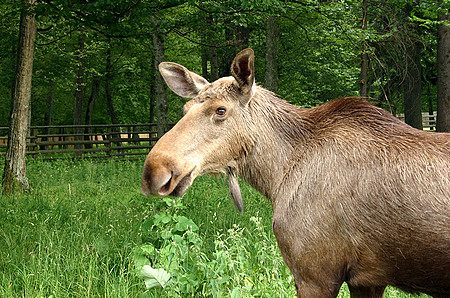 foto Animals of Bialowieza Forests, 2005