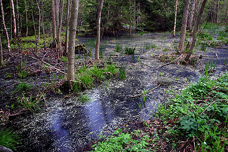 foto Bialowieza Forests, 2005